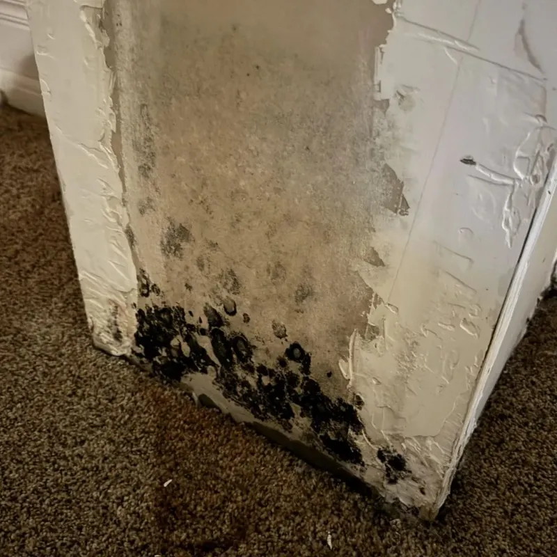 Professional Mold Removal in New Kent County, VA
